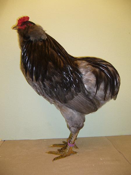 Erfurt Nationale 2008 019.jpg - Araucana blau von Alexander Jung Preis V 97 Siegerband
